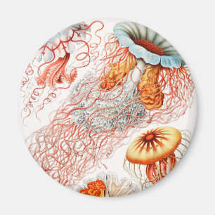 Imán Medusas, Discomedusae por Ernst Haeckel