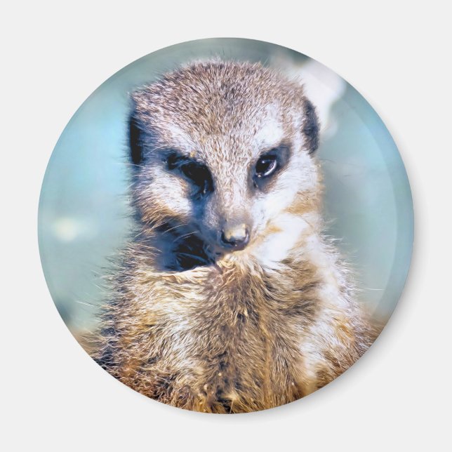 IMÁN MEERKAT (Frente)