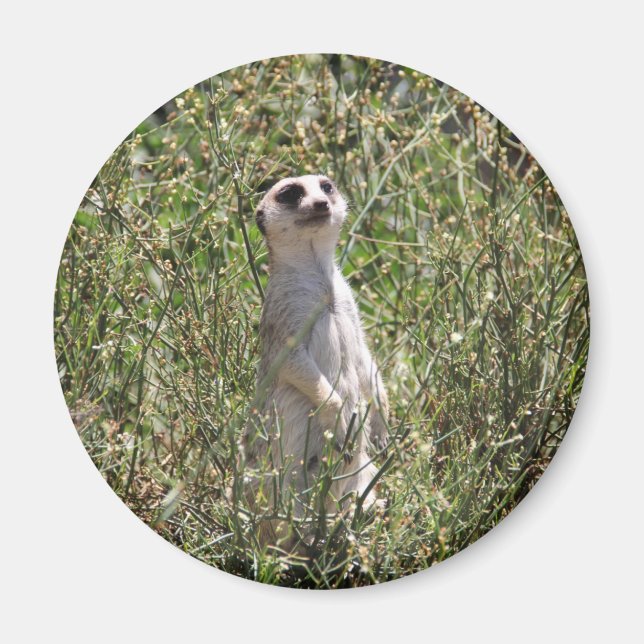 Imán Meerkat (Frente)