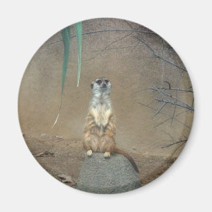 Imán Meerkat