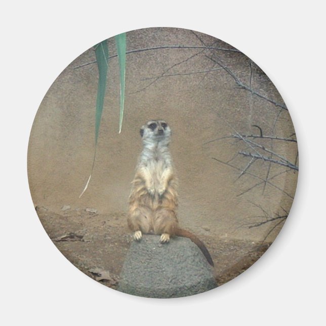 Imán Meerkat (Frente)