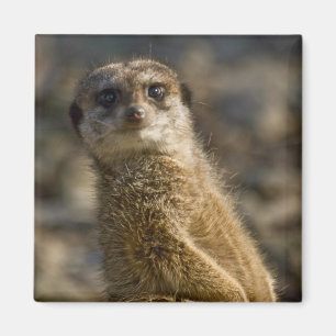 Imán Meerkat