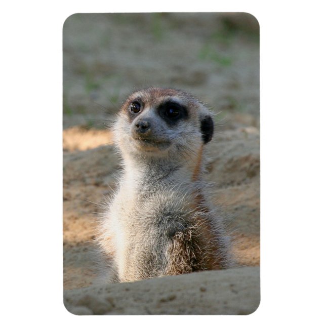 Imán Meerkat 004 (Vertical)