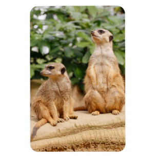 Imán Meerkat 009