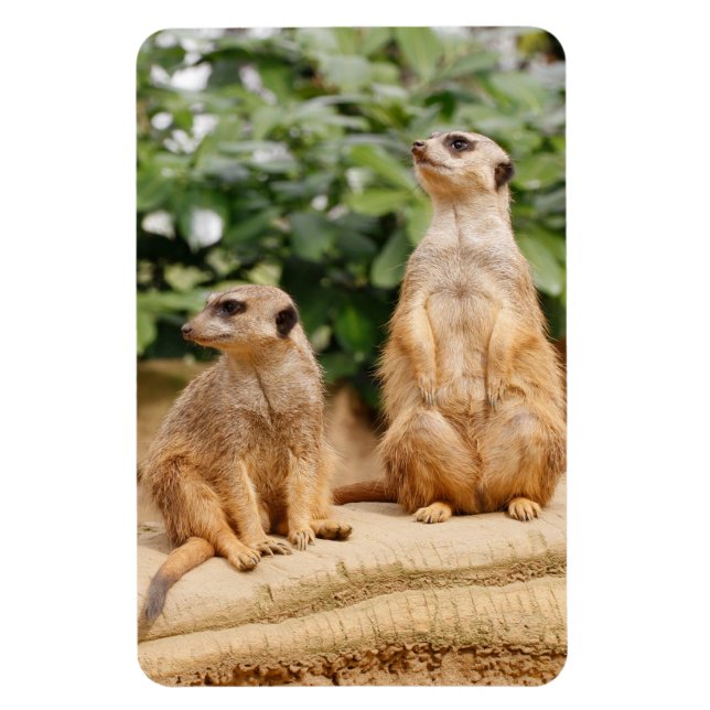 Imán Meerkat 009 (Vertical)