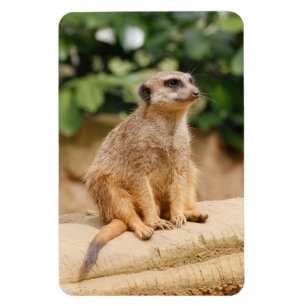 Imán Meerkat 010