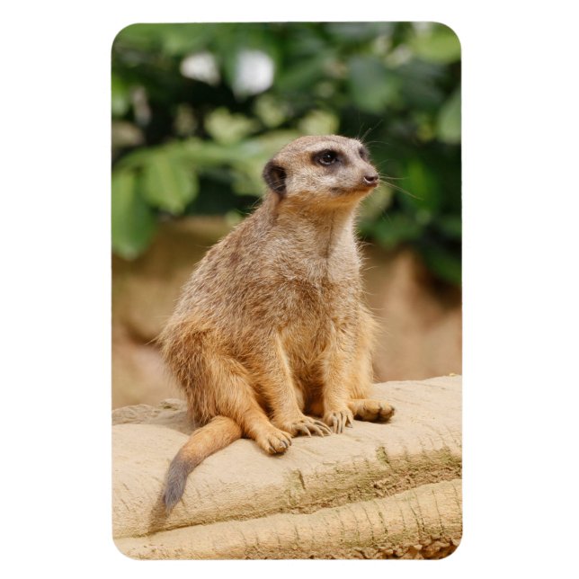 Imán Meerkat 010 (Vertical)