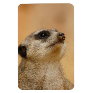 Imán Meerkat 011