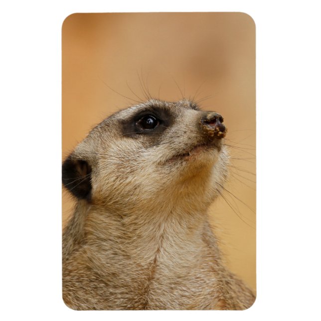 Imán Meerkat 011 (Vertical)