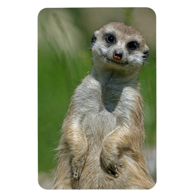 Imán Meerkat 013 (Vertical)