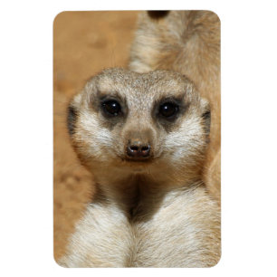 Imán Meerkat 016