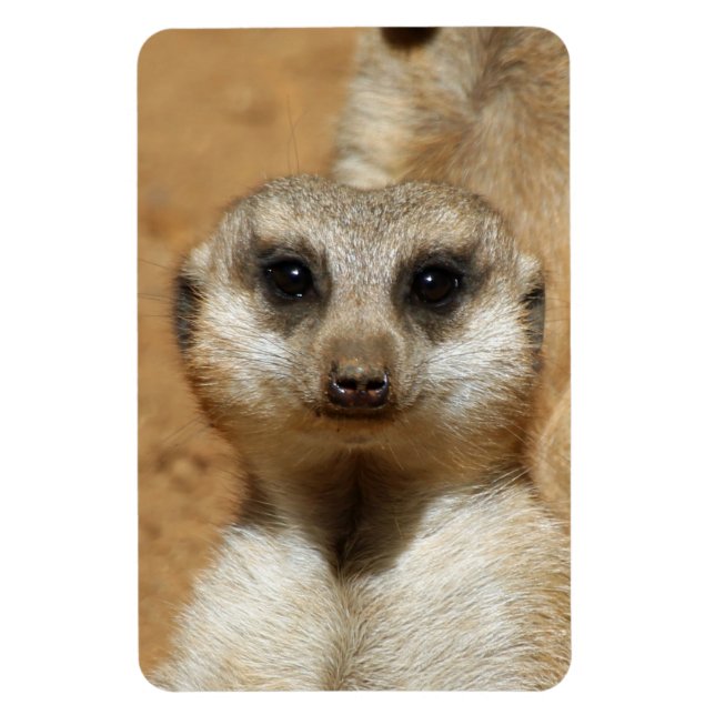 Imán Meerkat 016 (Vertical)