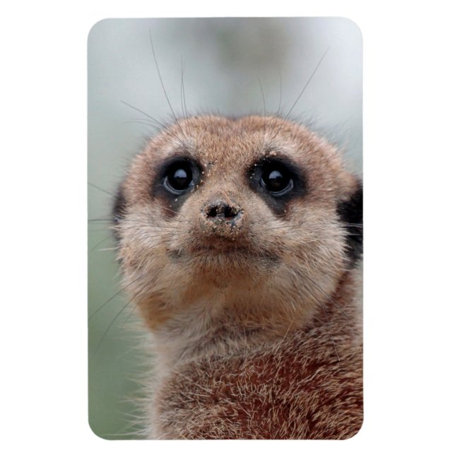 Imán Meerkat 020 (Vertical)