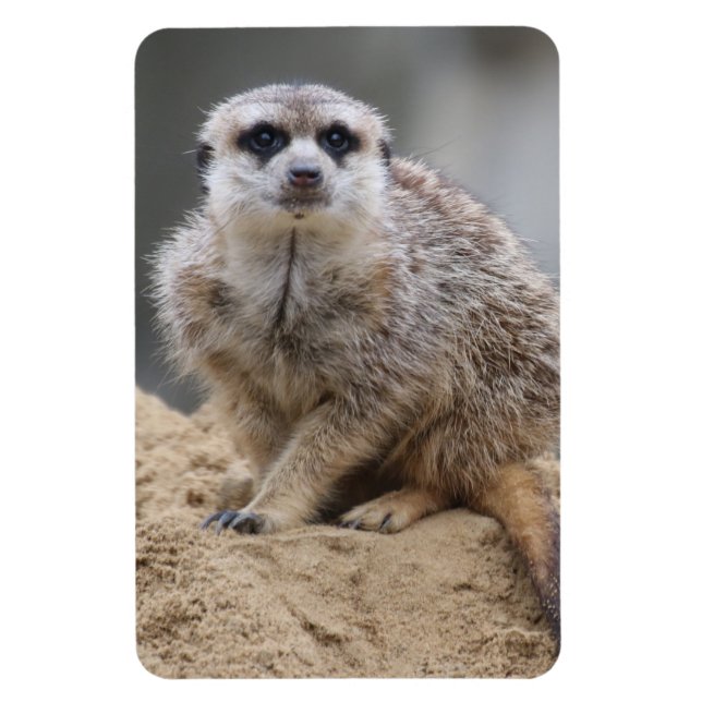 Imán Meerkat 021 (Vertical)