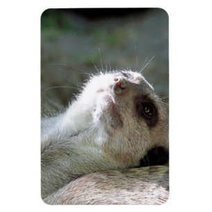 Imán Meerkat 024