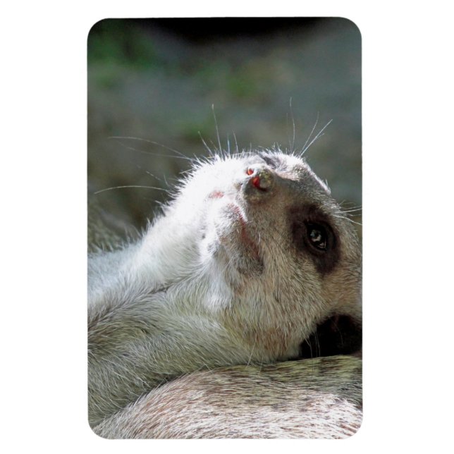 Imán Meerkat 024 (Vertical)