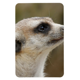 Imán Meerkat 028