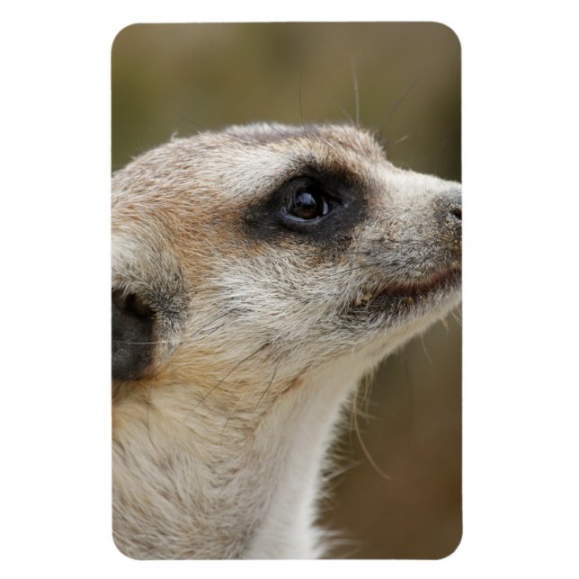 Imán Meerkat 028 (Vertical)