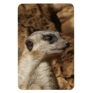 Imán Meerkat 029