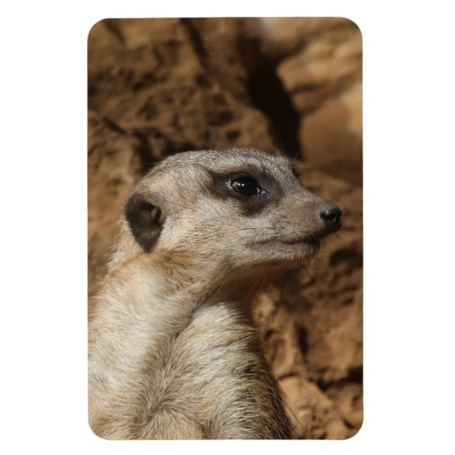 Imán Meerkat 029 (Vertical)