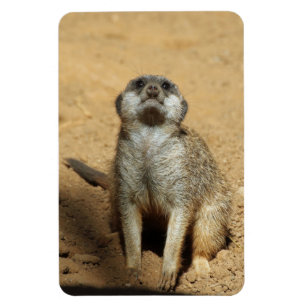 Imán Meerkat 031