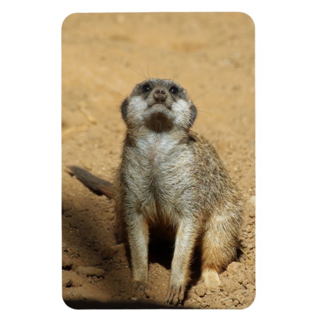 Imán Meerkat 031 (Vertical)