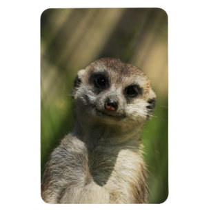 Imán Meerkat 034