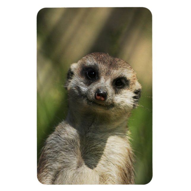 Imán Meerkat 034 (Vertical)