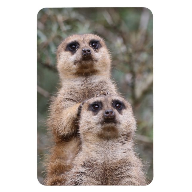 Imán Meerkat 035 (Vertical)