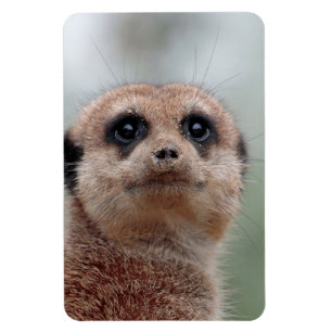 Imán Meerkat 036