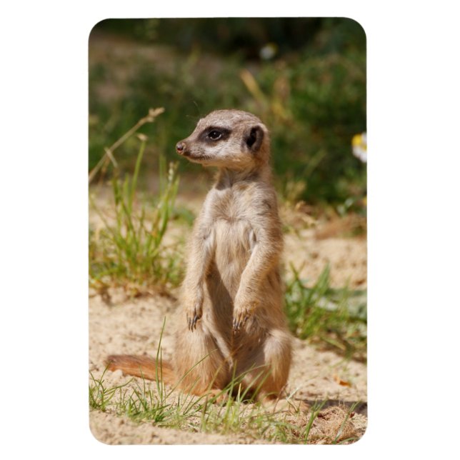 Imán Meerkat 038 (Vertical)