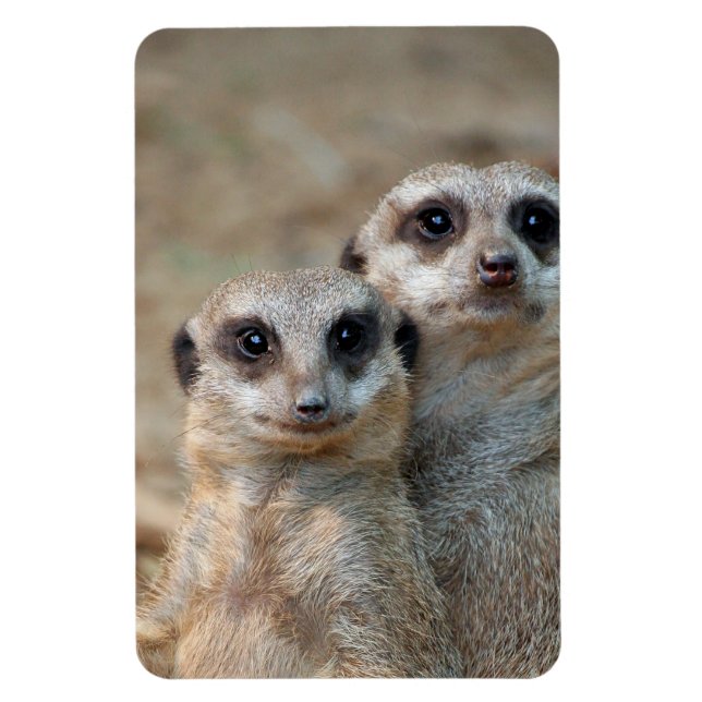 Imán Meerkat 047 (Vertical)