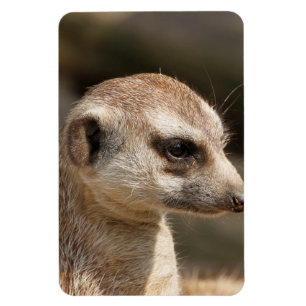 Imán Meerkat 048