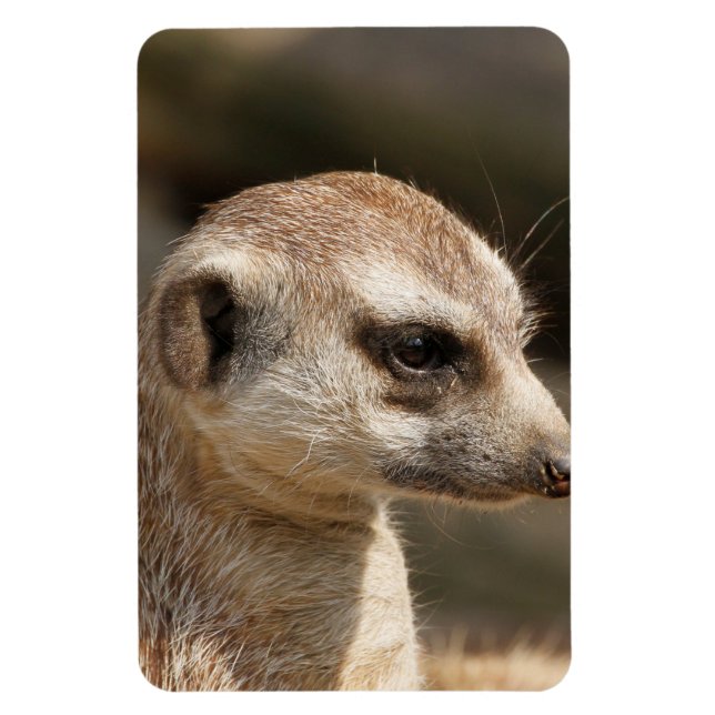 Imán Meerkat 048 (Vertical)