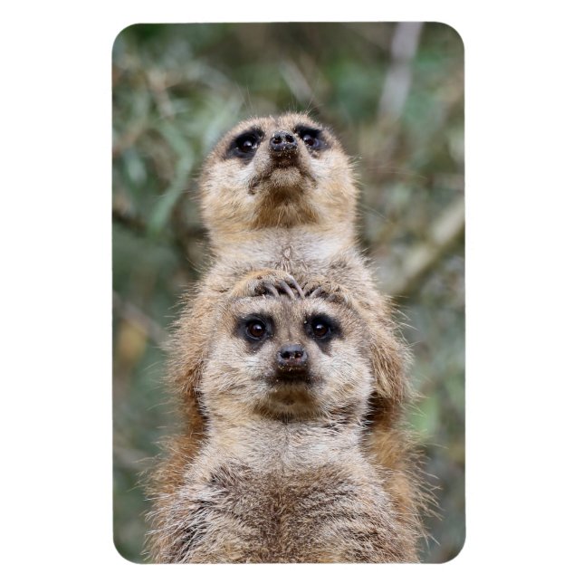 Imán Meerkat 081 (Vertical)