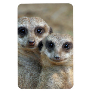 Imán Meerkat 085