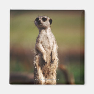 Imán meerkat delgado-atado