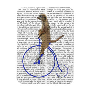 Imán Meerkat En Blue Penny Farthing