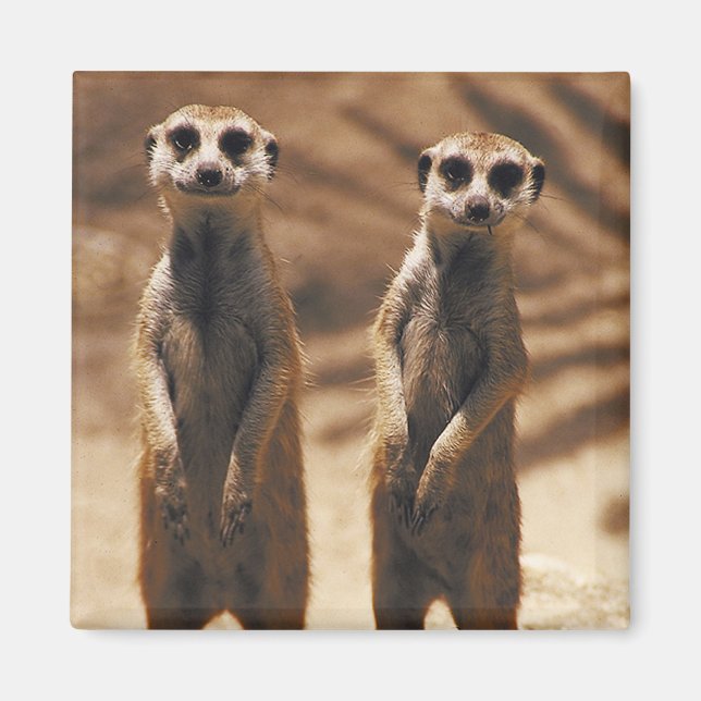 Imán Meerkat imnet (Frente)