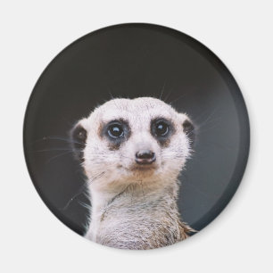 Imán Meerkat Lookout