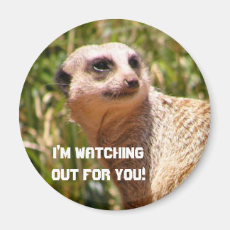 Imán Meerkat lookout