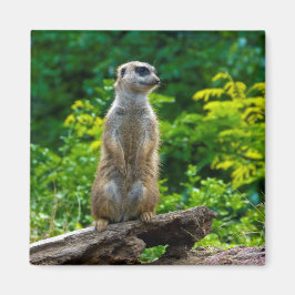 Imán Meerkat Magnet