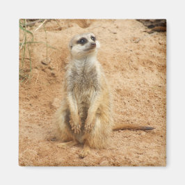 Imán Meerkat Magnet