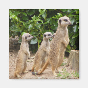Imán Meerkat magnet2