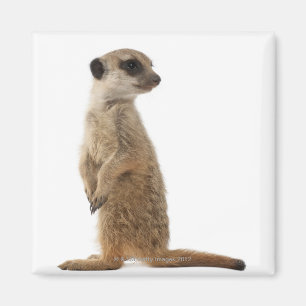 Imán Meerkat o Suricate - suricatta del Suricata