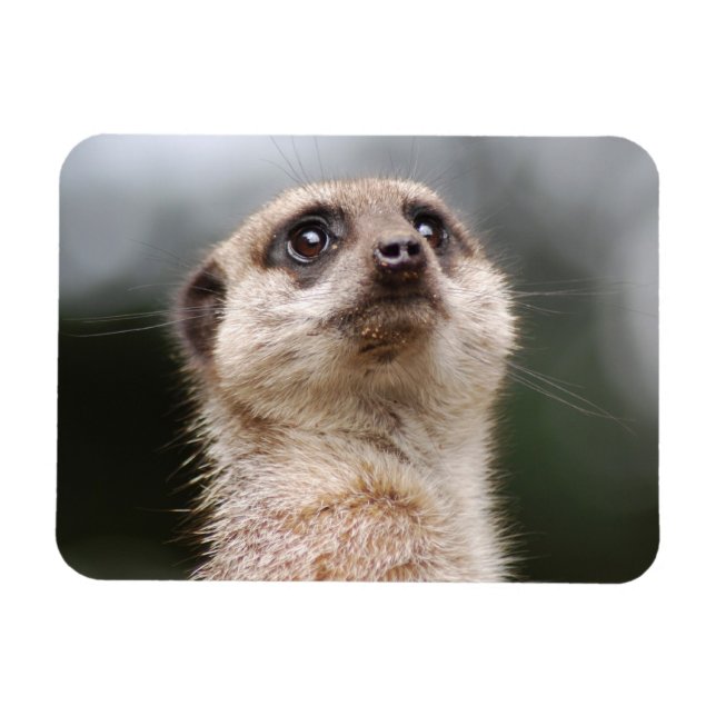 Imán Meerkat Premium Magnet (Horizontal)