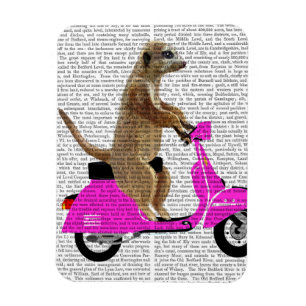 Imán Meerkat sobre el ciclomotor rosado