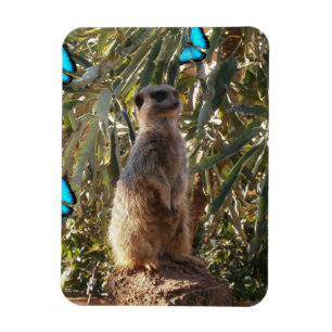 Imán Meerkat Y Mariposas Azules,