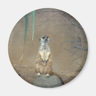 Imán Meerkats