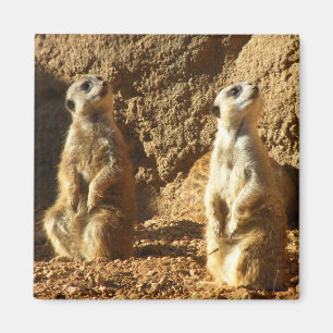 Imán Meerkats
